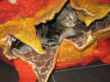Katzenhöhle 'Cat Mahmah'